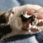 cute-cat-paws-6