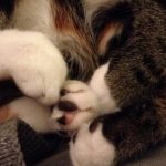 cute-cat-paws-8