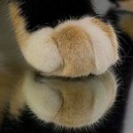 cute-cat-paws-9