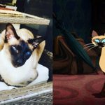 disney-cats-doppelganger-02