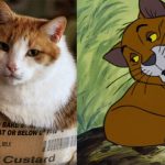 disney-cats-doppelganger-06