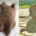 disney-cats-doppelganger-07