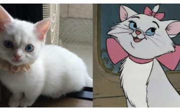 8 Disney Cats And Their Real-Life Doppelgängers