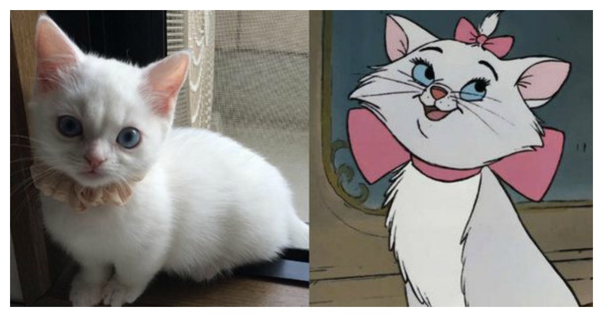 8 Disney Cats And Their Real-Life Doppelgängers | Catlov