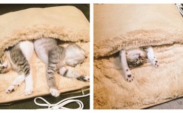 Kittens' Lives Changes Once They Discover A Foot Warmer…So Adorable!