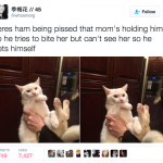 funny-cat-tweets-06