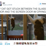 funny-cat-tweets-12