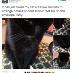 funny-cat-tweets-14