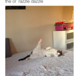 funny-cat-tweets-15