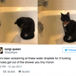 funny-cat-tweets-17