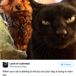 funny-cat-tweets-20