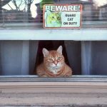 guard-cat-2