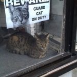 guard-cat-3