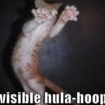 invisible-cats-16