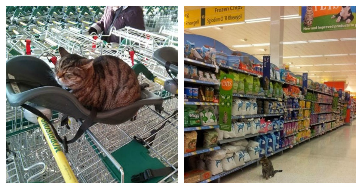Brutus, The English Supermarket Store Manager Cat Catlov
