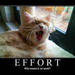 motivational-cat-posters-06