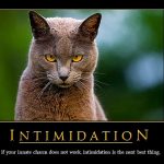 motivational-cat-posters-10