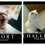 motivational-cat-posters-feature