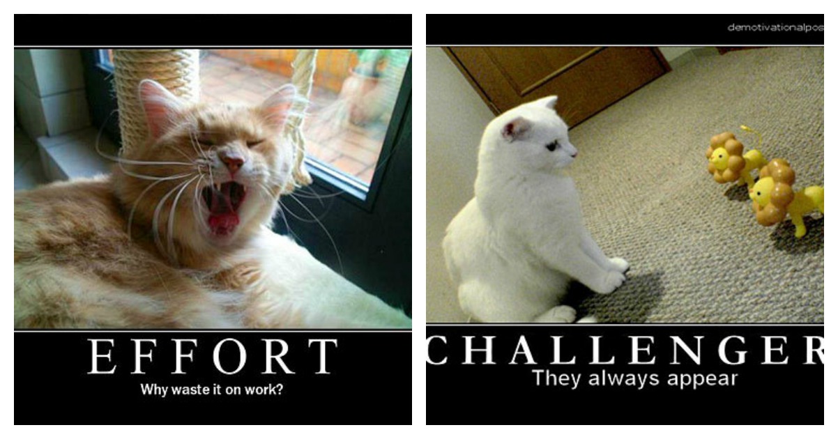 16 Cat Motivational Posters That You Can Agree With Catlov. 