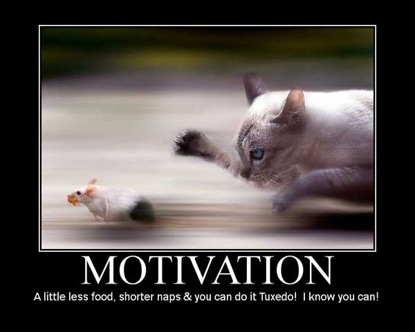 16 Cat Motivational Posters That You Can Agree With | Catlov