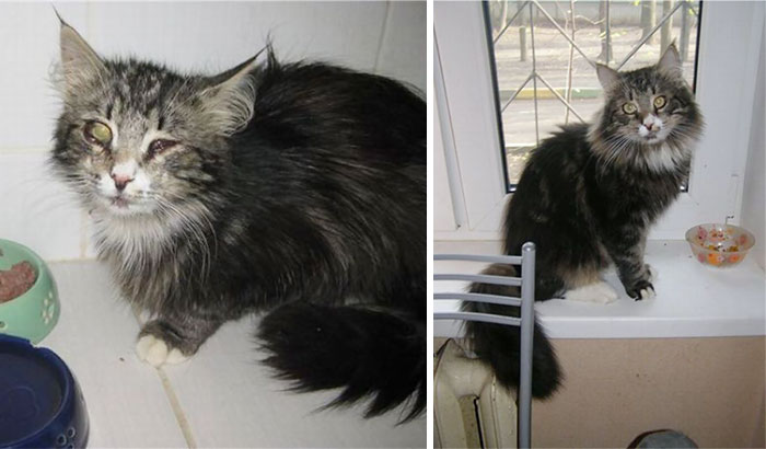 rescue-cat-before-after-07