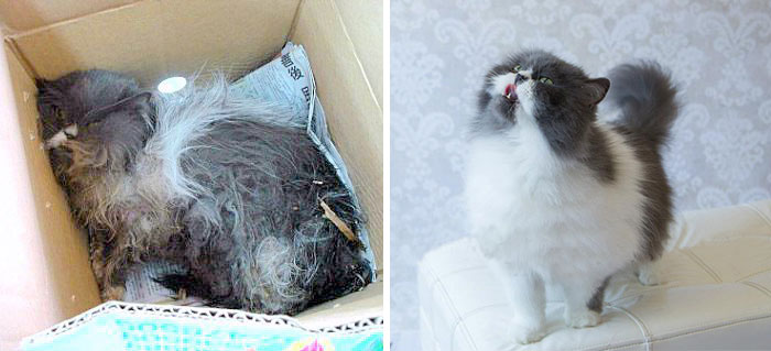 rescue-cat-before-after-08