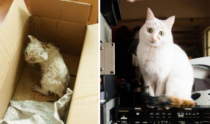 rescue-cat-before-after-09