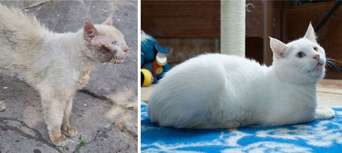 rescue-cat-before-after-10