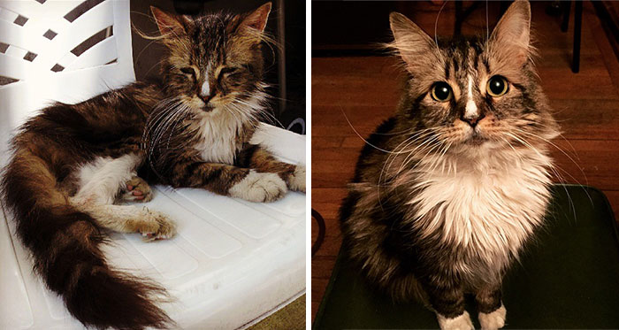 rescue-cat-before-after-12