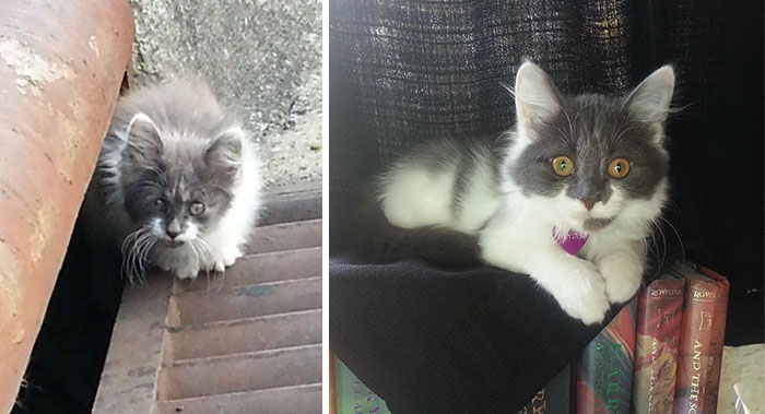 rescue-cat-before-after-14