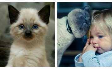 12 Reasons Why You Should Never Own Siamese Cats….Sarcasm Intended