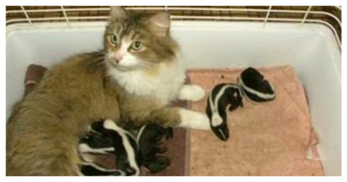 skunks-and-cats-feature