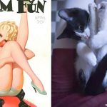 Cats-Posing-Pin-Up-Girls-11