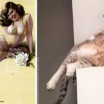 Cats-Posing-Pin-Up-Girls-3