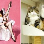 Cats-Posing-Pin-Up-Girls-6