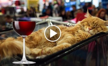 Undeniable Proof That Cats Are Always Drunk