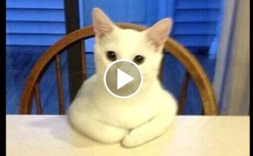 Cats Forgetting They Are…Um…Cats