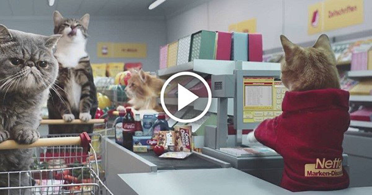 This Commercial With Cats In A Grocery Store is Hilarious! Catlov