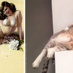 Featured-Cats-Posing-As-Pin-Up-Girls-FB