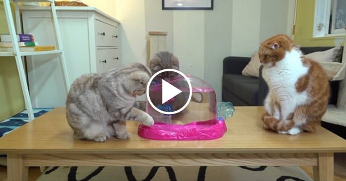 Featured-Cats-Reaction-To-Robotic-Fish-FB