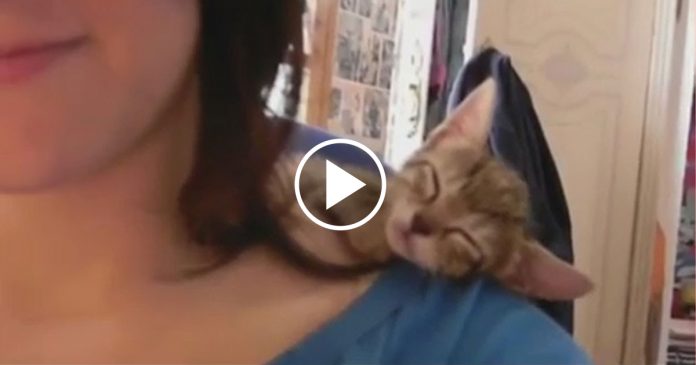Featured-Cats-Sleeping-In-Wierd-Places-FB