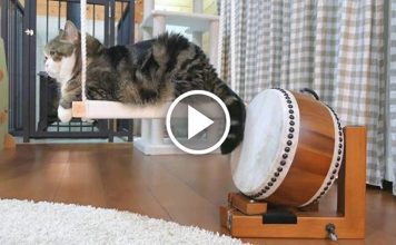 Cat Shows Off His Drum-Playing Skills