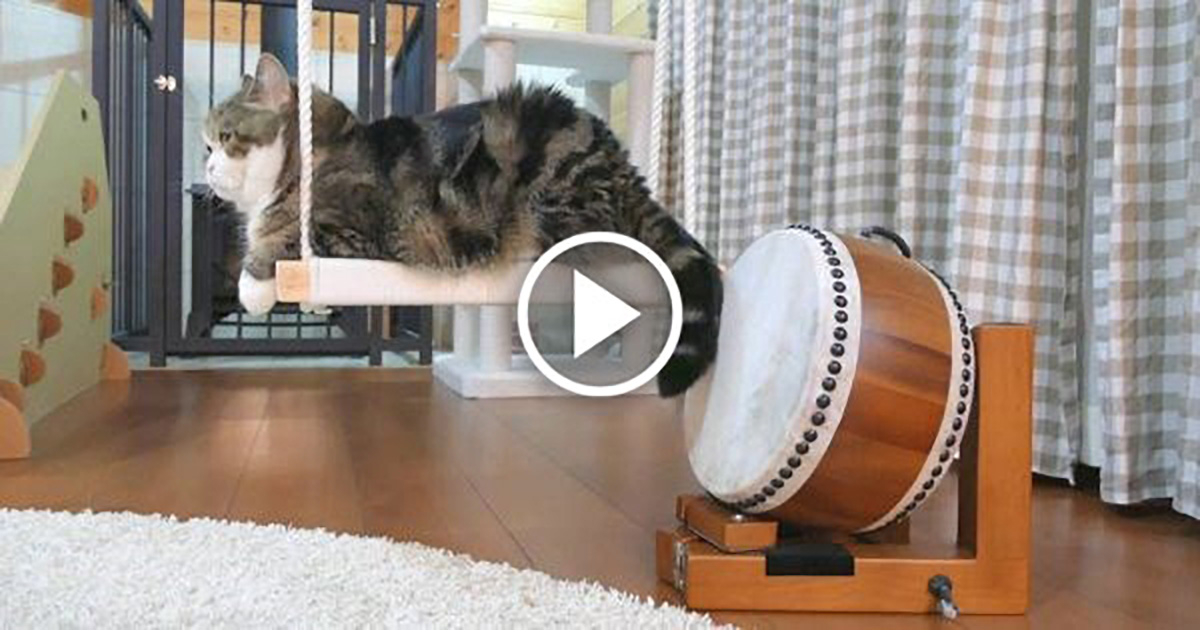 Cat Shows Off His DrumPlaying Skills Catlov
