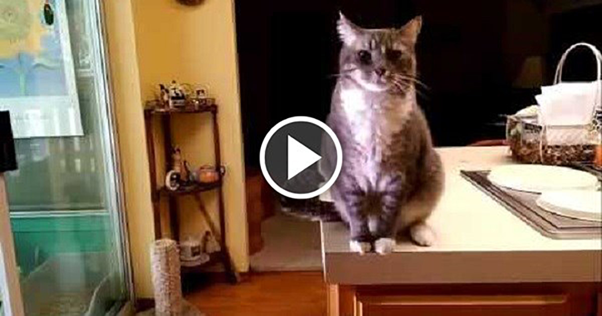 Featured Gentleman Cat Fb Catlov