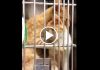 Shelter Kitten Gives Sister the Cutest, Saddest Hug After She was Away for a Few Minutes