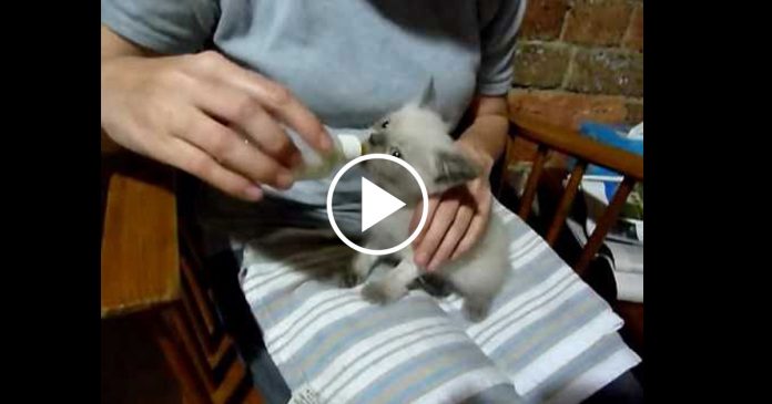 Featured-Kitten-Strangest-Meow-FB