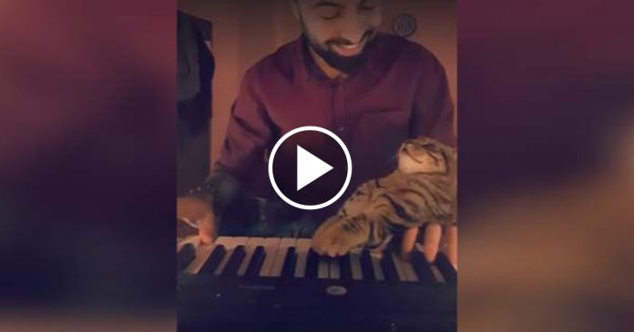 Featured-Kitty-Reaction-FB