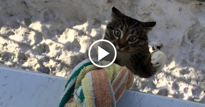 Featured-Kitty-Unique-Way-Home-FB