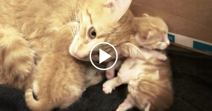 Featured-Mama-Cat-Talking-Babies-FB