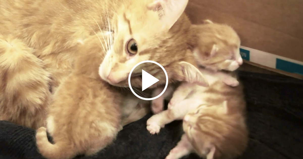 Gallery Detail: Mama Cat Talking To Her Babies